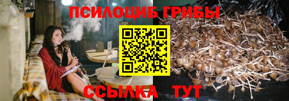 Псилоцибиновые грибы Psilocybine cubensis Магадан